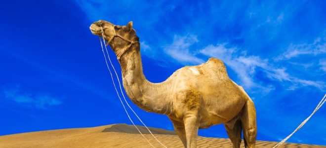 Create Unforgettable Memories in Morocco: Marrakech Best Travel Company Guides You Every Step of the Way