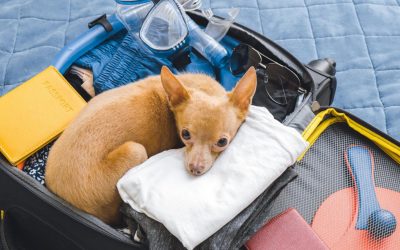 Proven Tips for Packing Essential Pet Supplies When Traveling